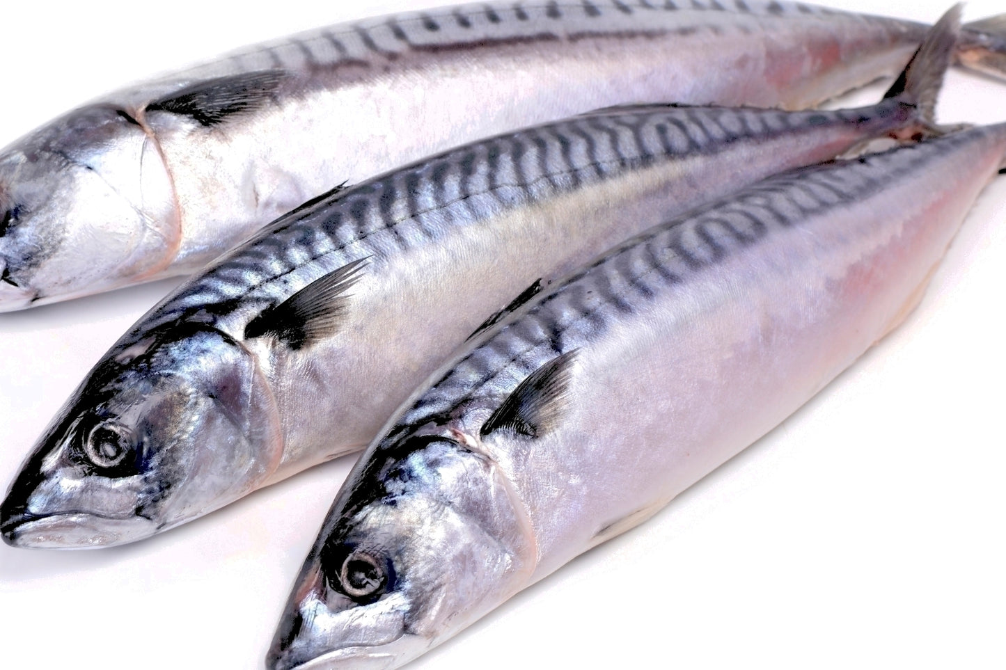 Mackerel (Titus) Fish 1kg