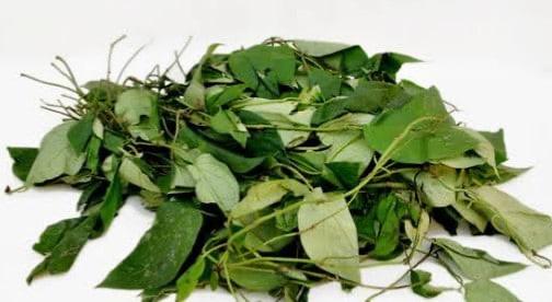 Fresh Utazi Leaf Nig