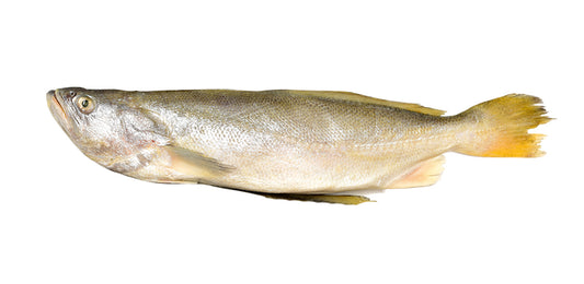 Yellow Croaker Fish