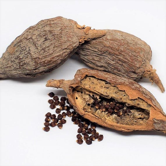 Alligator pepper (Atakou) 1 pcs